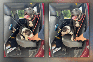 Do you recognize these dogs abandoned at I-84 truck stop in Willington?