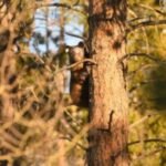 Officials shut down Jefferson County park after first reported bear attack of 2026