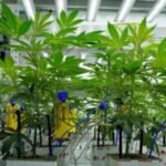Lamont signs Connecticut's first tribal-state cannabis contract