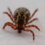 Tick that spreads meat allergy, flu-like symptoms has reached 3 Connecticut counties