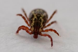 Tick that spreads meat allergy, flu-like symptoms has reached 3 Connecticut counties
