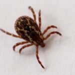 This might tick you off: It’s going to be a big year for your least-favorite bloodsuckers