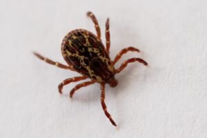 This might tick you off: It’s going to be a big year for your least-favorite bloodsuckers