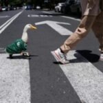 Meet Merlin the duck, a Mexico City streetside regular turned World Cup mascot