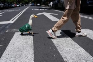 Meet Merlin the duck, a Mexico City streetside regular turned World Cup mascot