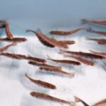Pity the lonely brook trout: How to stop an invasion with this one genetic trick