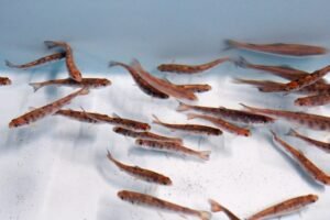 Pity the lonely brook trout: How to stop an invasion with this one genetic trick