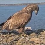 DEEP asks Connecticut residents to delay July 4 fireworks near bald eagle nests