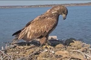 DEEP asks Connecticut residents to delay July 4 fireworks near bald eagle nests