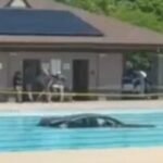 Car crashes into New Canaan pool, police investigating cause