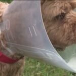 'I thought my dog was going to be eaten alive': Pet owners react after Avon bear attack
