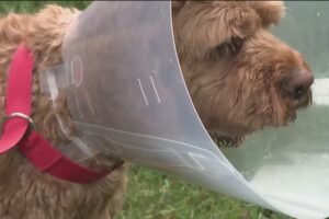 'I thought my dog was going to be eaten alive': Pet owners react after Avon bear attack