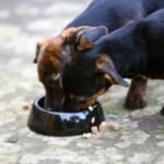 Over 400K pounds of pet food sold in Connecticut, other states recalled over Listeria concerns