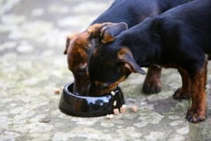 Over 400K pounds of pet food sold in Connecticut, other states recalled over Listeria concerns