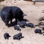 Connecticut's Beardsley Zoo welcomes Guinea hog piglets