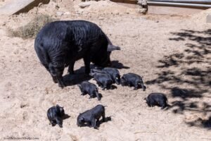 Connecticut's Beardsley Zoo welcomes Guinea hog piglets