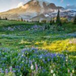 A Visitor’s Guide to Mount Rainier