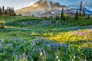 A Visitor’s Guide to Mount Rainier