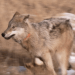 How Colorado’s candidates for governor say they would address wolves, hunting, fishing and a rural divide
