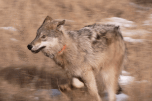 How Colorado’s candidates for governor say they would address wolves, hunting, fishing and a rural divide