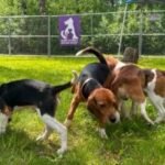 Wisconsin beagle farm closing and hundreds of its dogs will be sent to a Florida rescue group
