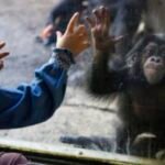L.A. Zoo, tattered and losing members, needs private steward, grand jury finds