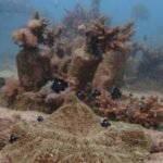 African and Commonwealth nations in Kenya urge quick execution of a key treaty protecting oceans