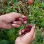 A Serbian town is known for raspberries that are exported around the world