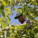 Vermont is the first state to ban paraquat, a weed killer linked to Parkinson's disease