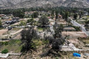 Overgrown lots in Altadena, Palisades pose fire risk. L.A. County is pushing to clear them