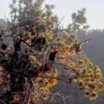 Big Bear eaglet Sandy takes first flight after an accidental 'fludge' from the nest