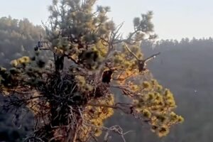 Big Bear eaglet Sandy takes first flight after an accidental 'fludge' from the nest