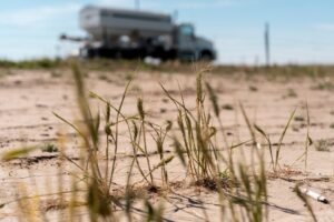 Eastern Colorado farmers brace for worst wheat harvest since 1965