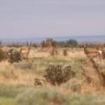 New solar farm pushes renewables on Colorado school trust land past 800MW mark