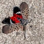 Spotted lanternflies are back in Connecticut this summer: Here's what to do