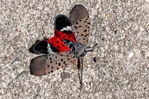 Spotted lanternflies are back in Connecticut this summer: Here's what to do