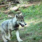 Colorado has another established wolf pack, CPW says
