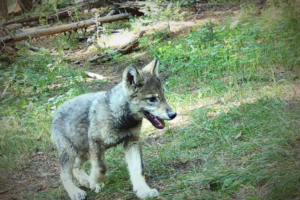 Colorado has another established wolf pack, CPW says
