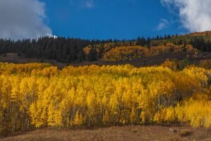 A group of aspen trees can slow or even stop fires, study says. Colorado foresters agree.