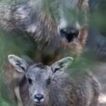 Rare Chinese Goral born at Connecticut's Beardsley Zoo during storm