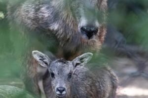 Rare Chinese Goral born at Connecticut's Beardsley Zoo during storm