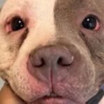 PHOTOS: New Haven shelter seeking information after dogs found unattended on Orchard Street