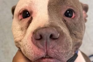 PHOTOS: New Haven shelter seeking information after dogs found unattended on Orchard Street