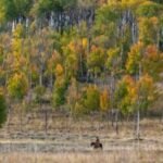 There’s never been a Native American on Colorado’s wildlife commission. State tribes want that changed.