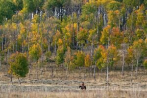 There’s never been a Native American on Colorado’s wildlife commission. State tribes want that changed.