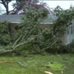 Tree falls into yard in Wallingford as heavy rain hits state