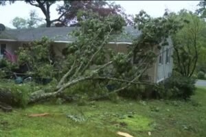 Tree falls into yard in Wallingford as heavy rain hits state