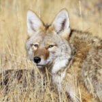 Colorado wildlife commission reduces number of fur-bearing animals trappers can kill, throws out ban on fur sales