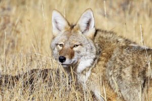 Colorado wildlife commission reduces number of fur-bearing animals trappers can kill, throws out ban on fur sales