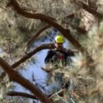 Protests and lawsuits: Activists climb pine amid showdown over Pasadena school district's tree removals